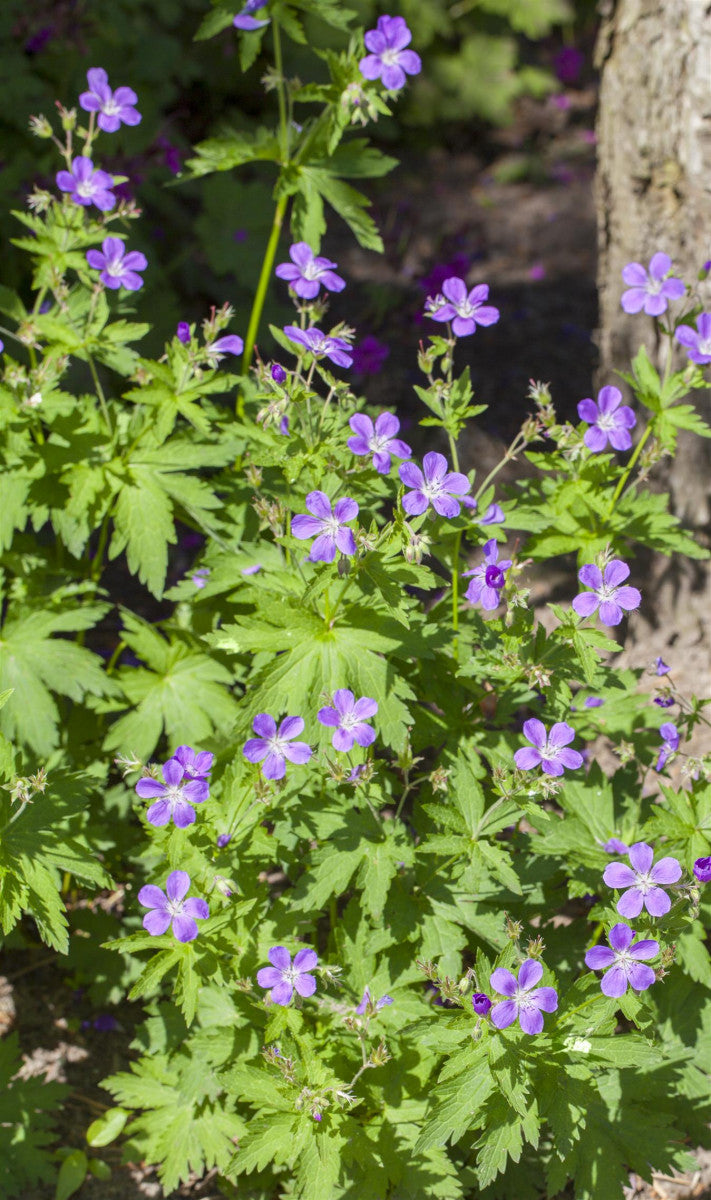 Geranium sylvaticum (Wald-Storchschnabel)