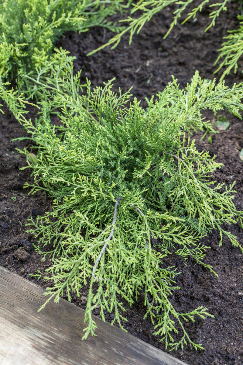 Juniperus media 'Old Gold' (Gelber Strauchwacholder 'Old Gold')