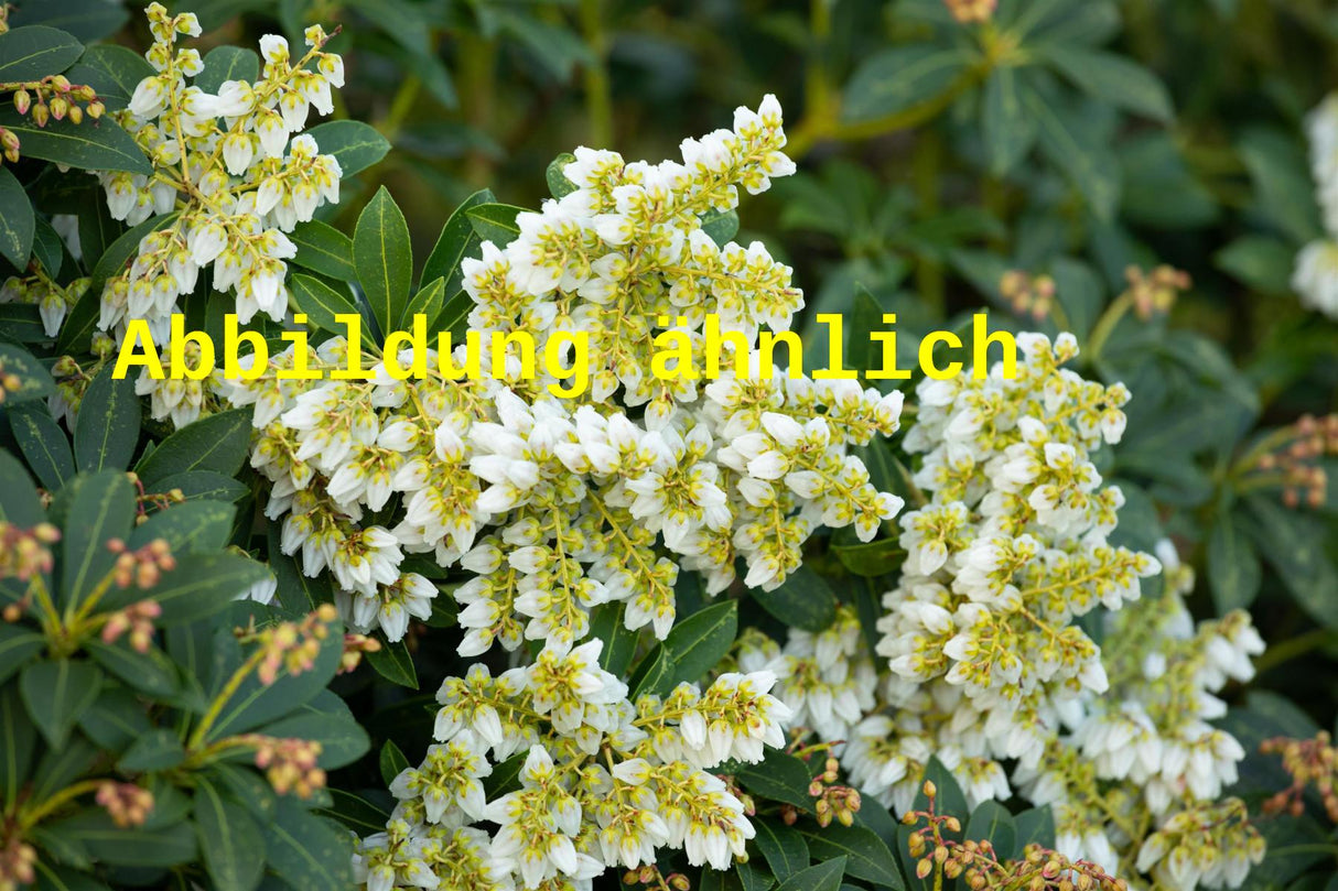 Pieris japonica 'White Cascade' (Schattenglöckchen 'White Cascade')