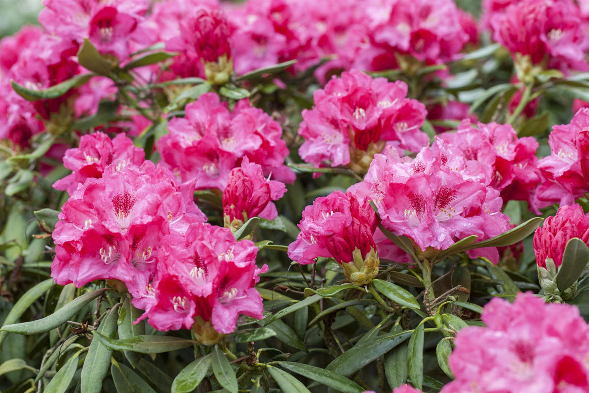 Rhododendron yak. 'Sneezy' mit Blüte, erhältlich von 20-25 bis 40-50 cm ;;ab 29,60 Euro