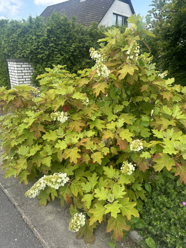 Hydrangea quercifolia als Pflanze im Beet, erhältlich von 40-60 bis 60-80 cm ;;ab 40,40 Euro