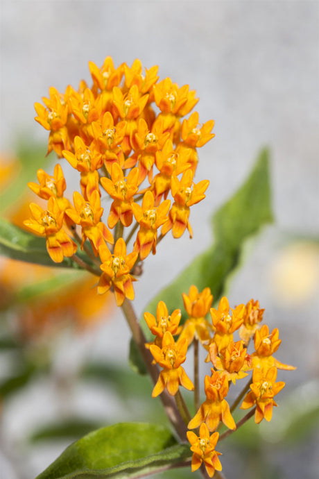 Asclepias tuberosa mit Blüte ;;ab 5,30 Euro