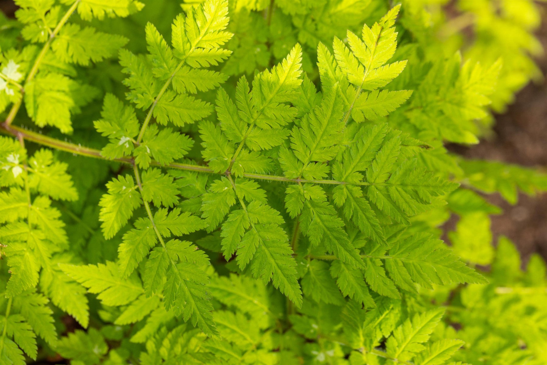 Myrrhis odorata (Süßdolde)