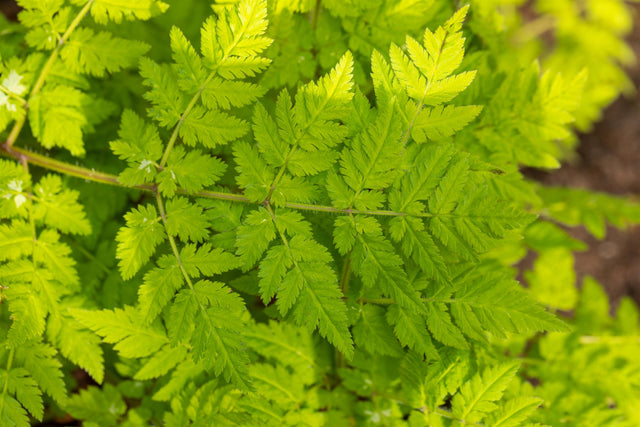 Myrrhis odorata mit Blüte ;;ab 5,30 Euro