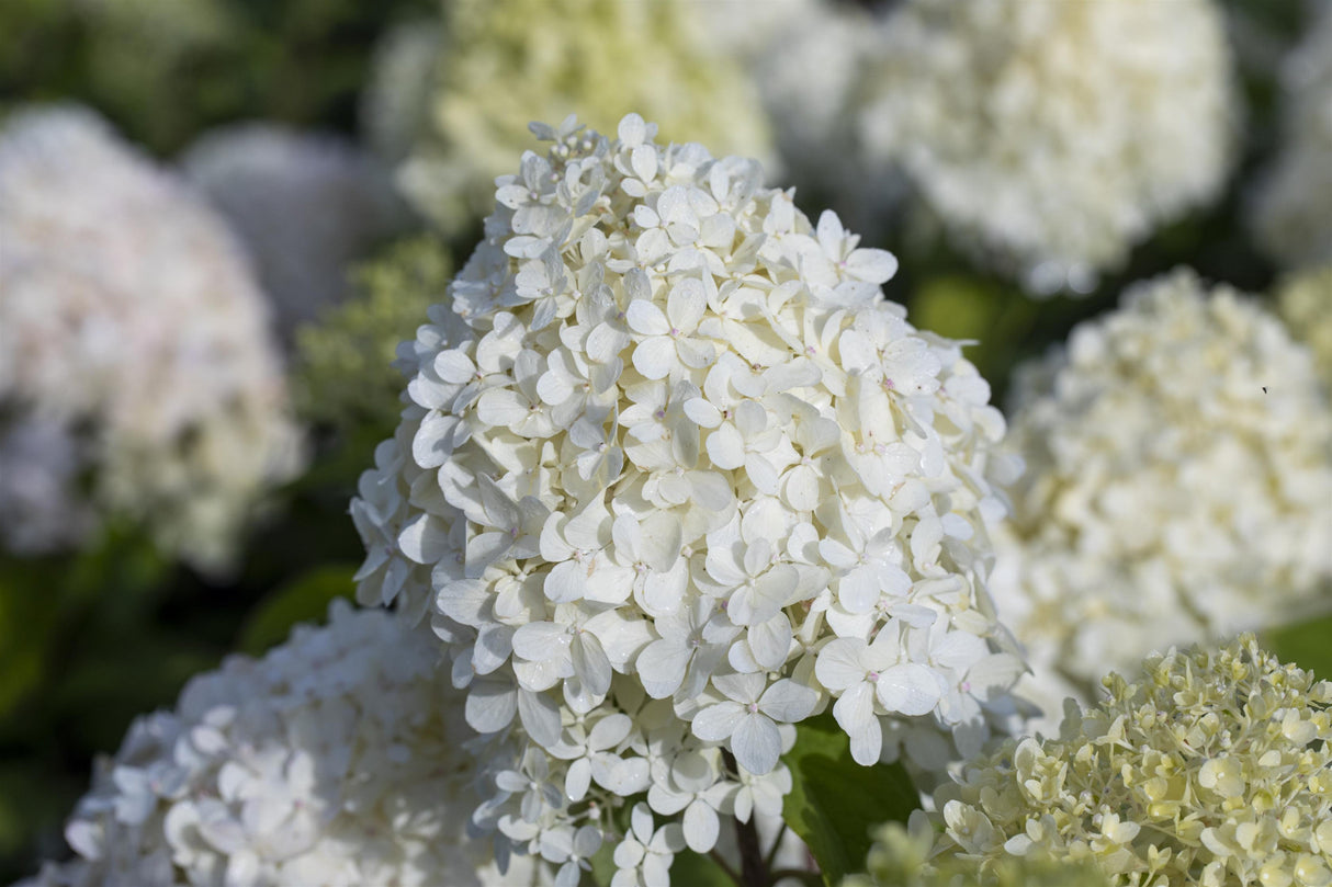 Rispenhortensie 'Grandiflora' , verfügbar in 5 Größen und Varianten ; Pluspunkt: lange Blütezeit;;hier kaufen