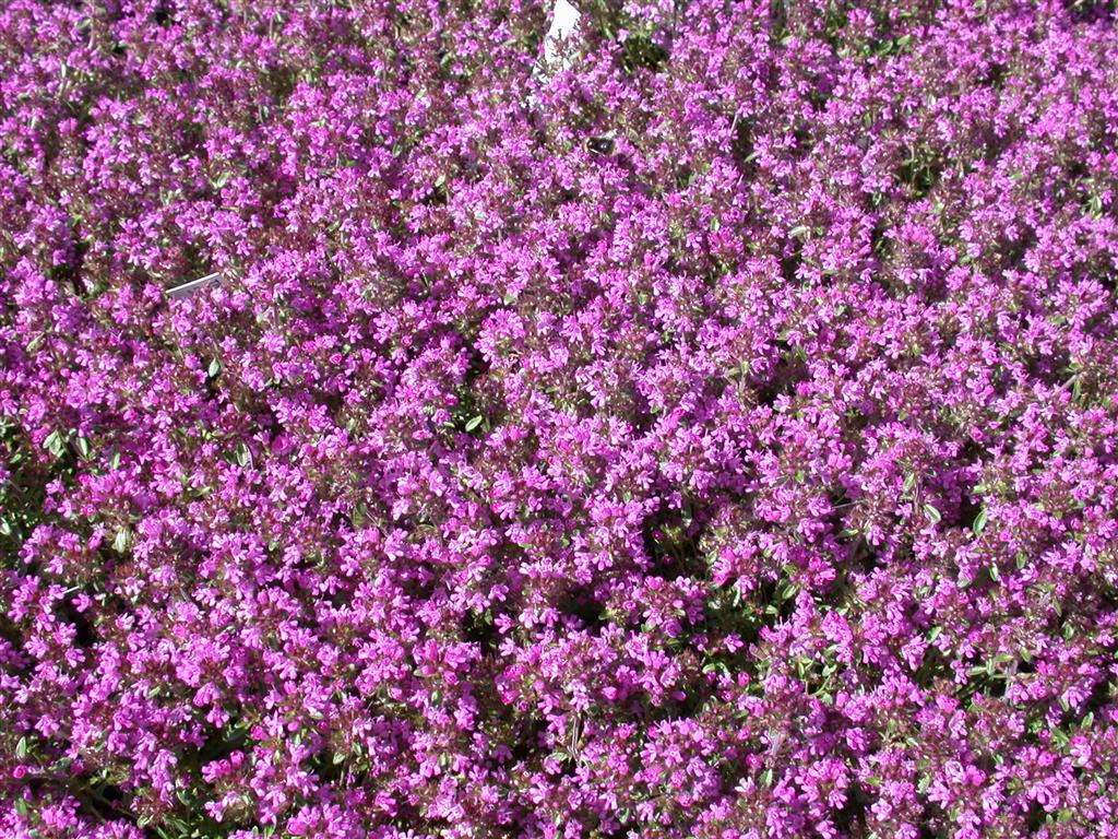 Thymus serpyllum (Sand-Thymian)