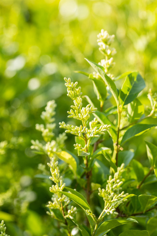 Ligustrum ovalifolium mit Blüte, erhältlich von 30-40 bis 200-250 cm ;;ab 3,85 Euro