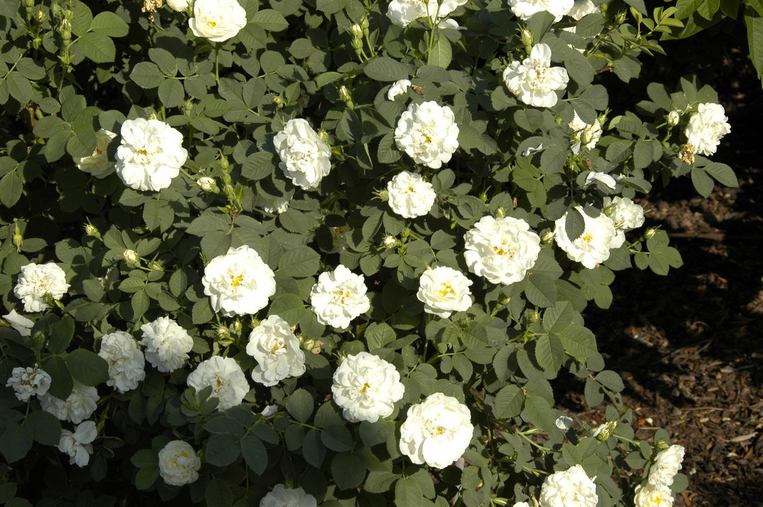 Rosa alba 'Suaveolens' STR (Strauchrose alba 'Suaveolens')