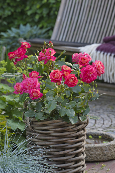 Rosa 'Midsummer' BT in Einzelansicht ; Einsatz: Rabatten ; Pluspunkt: robust;;günstig mit Qualität