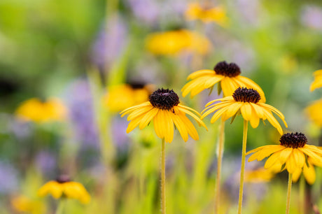 Rudbeckia fulgida var. speciosa mit Blüte ;;ab 3,50 Euro