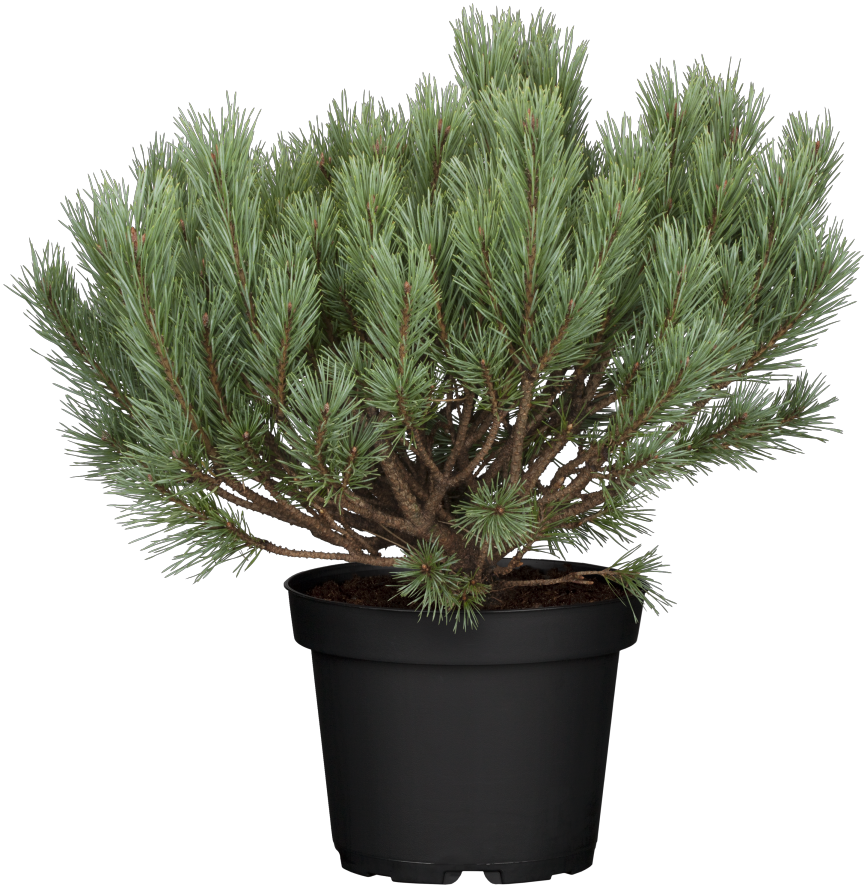 Pinus sylvestris HkG 85113 im Topf ; Pluspunkt: duftend;;