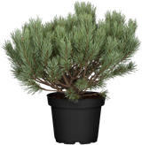 Pinus sylvestris HkG 85114 im Topf ; Pluspunkt: duftend;;