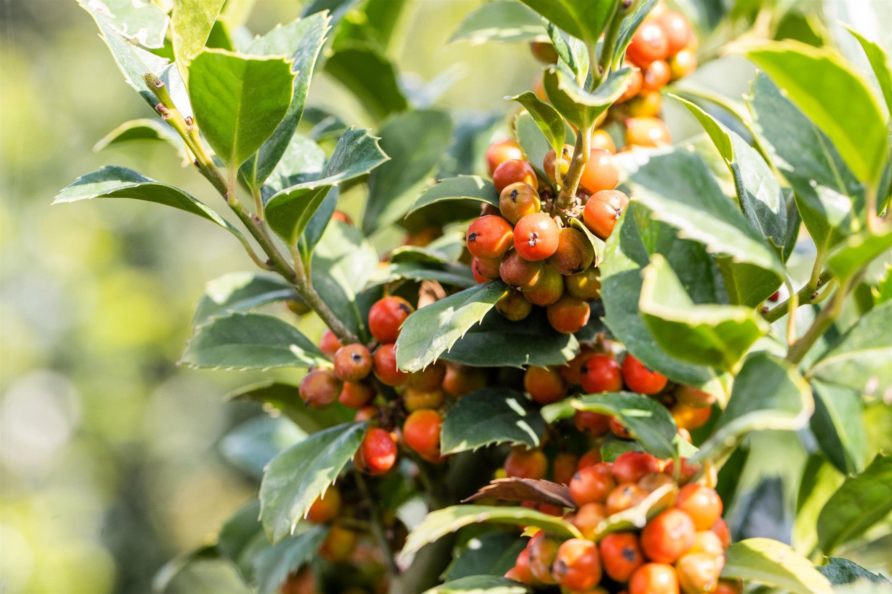 Ilex meserveae 'Heckenfee' (Stechpalme 'Heckenfee' -R-)