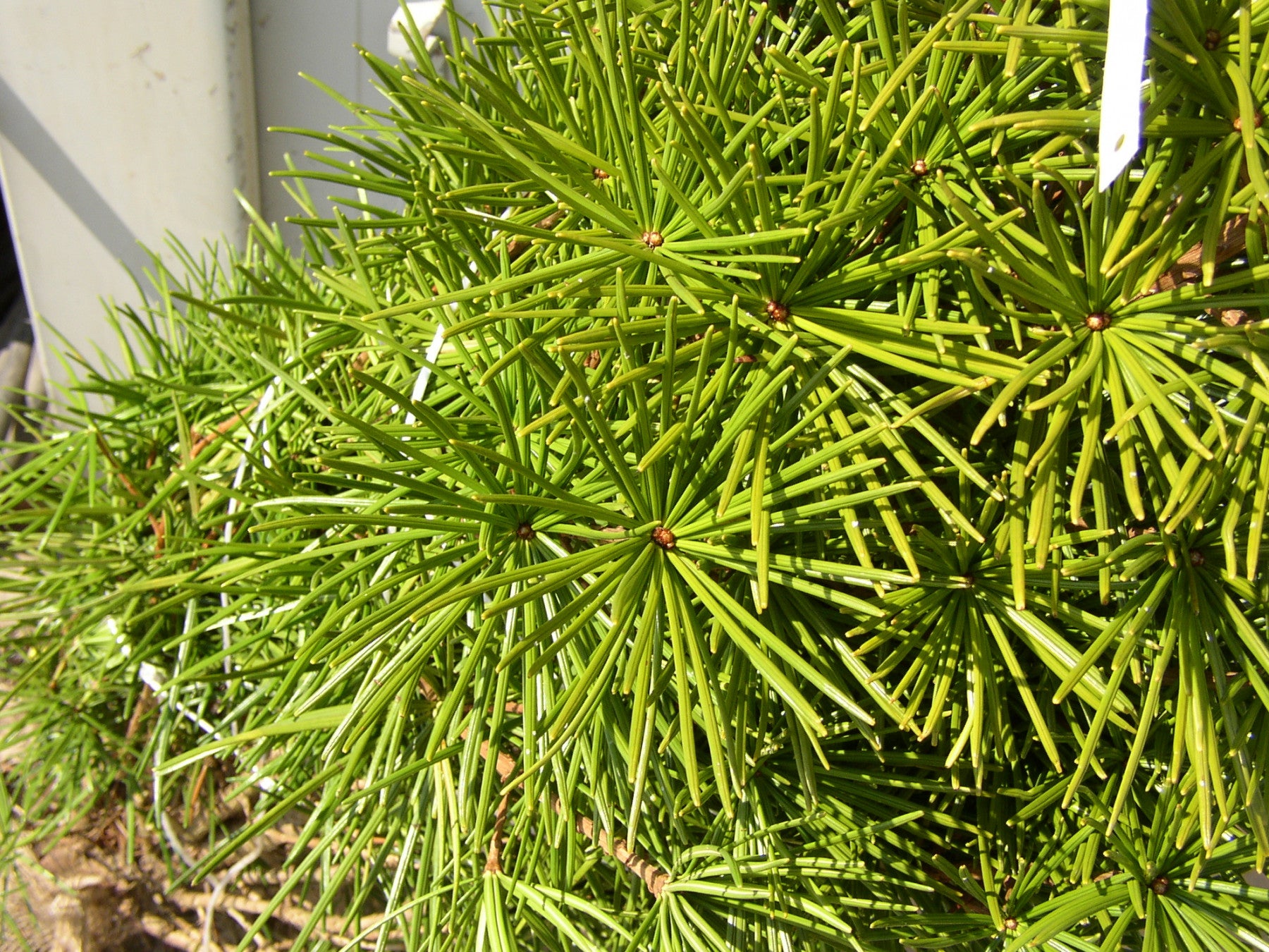 Sciadopitys verticillata (Japan. Schirmtanne)