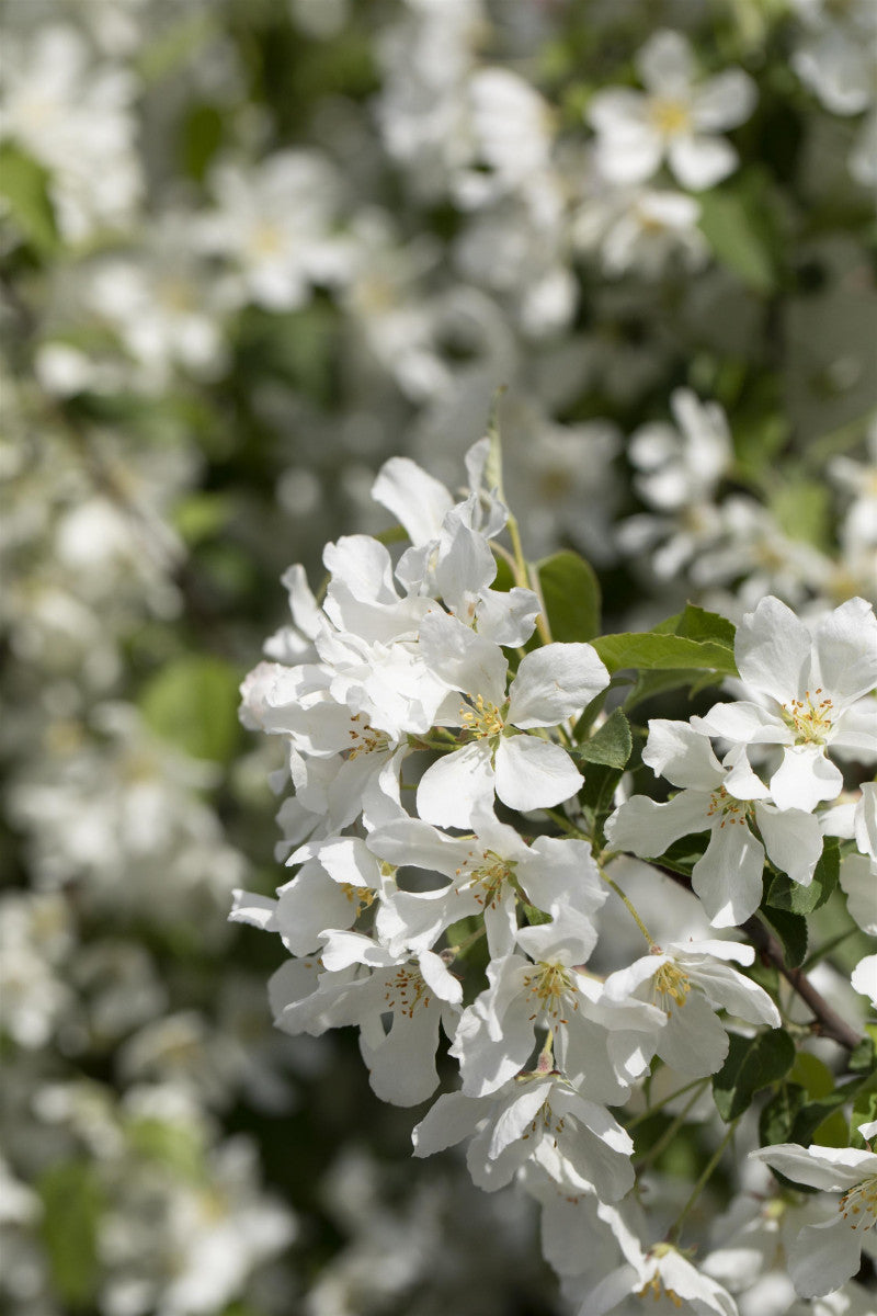 Malus 'Street Parade' (Zierapfel 'Street Parade')