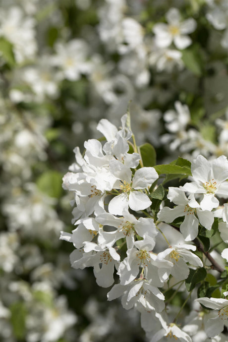 Malus 'Street Parade' mit Blüte, erhältlich von 60-100 bis 450-650 cm ;;ab 16,60 Euro