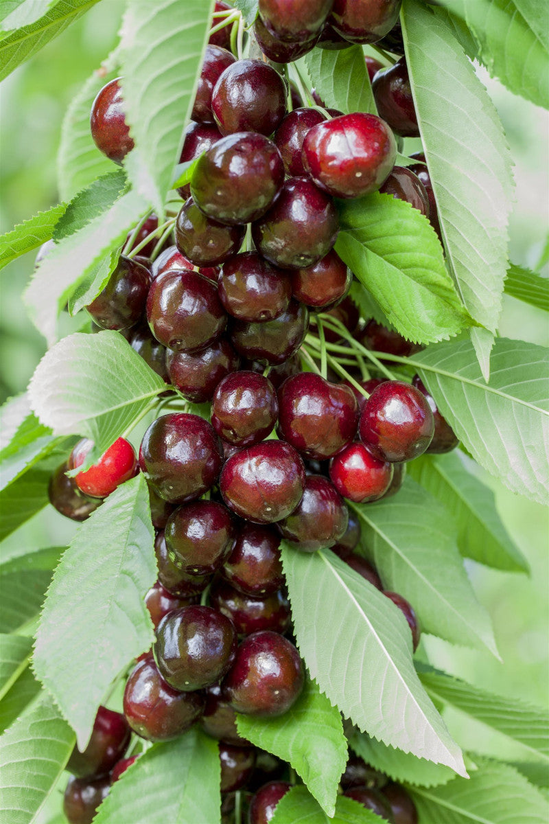 Prunus av. 'Oktavia' (Süßkirsche 'Oktavia' 6. KW)