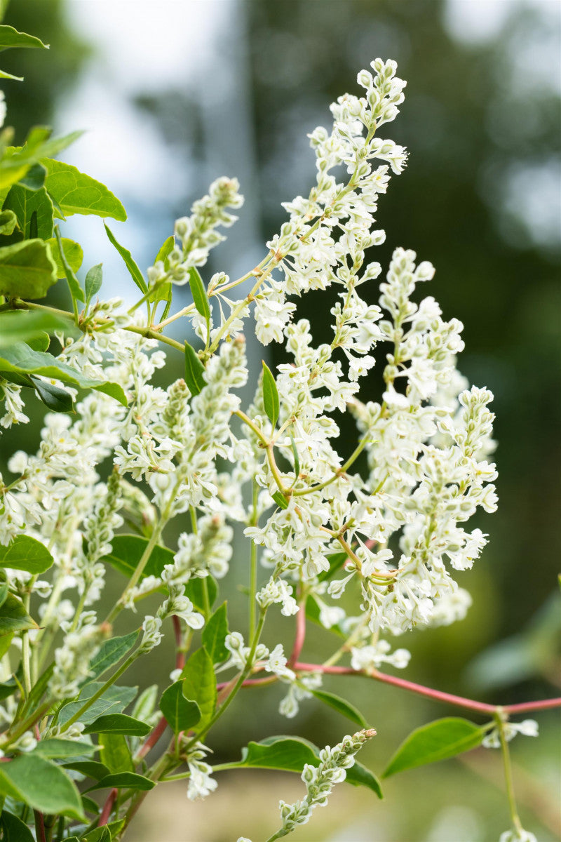 Polygonum aubertii mit Blüte ; Einsatz: Sichtschutz ; Pluspunkt: winterhart;;mit zeitnaher Lieferung