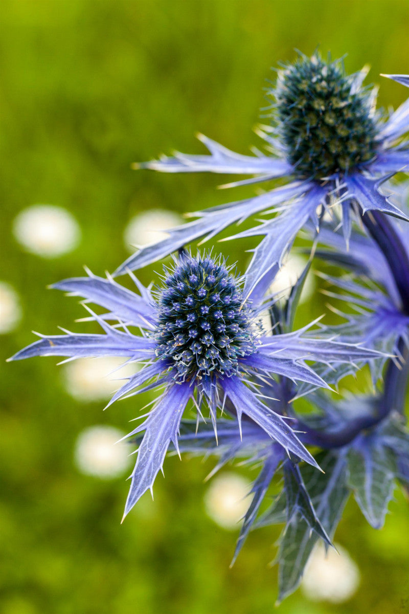 Eryngium planum (Flachblättriger Mannstreu)