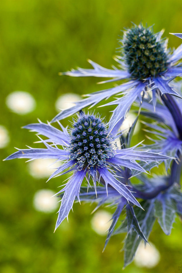 Eryngium planum mit Blüte ;;ab 2,88 Euro