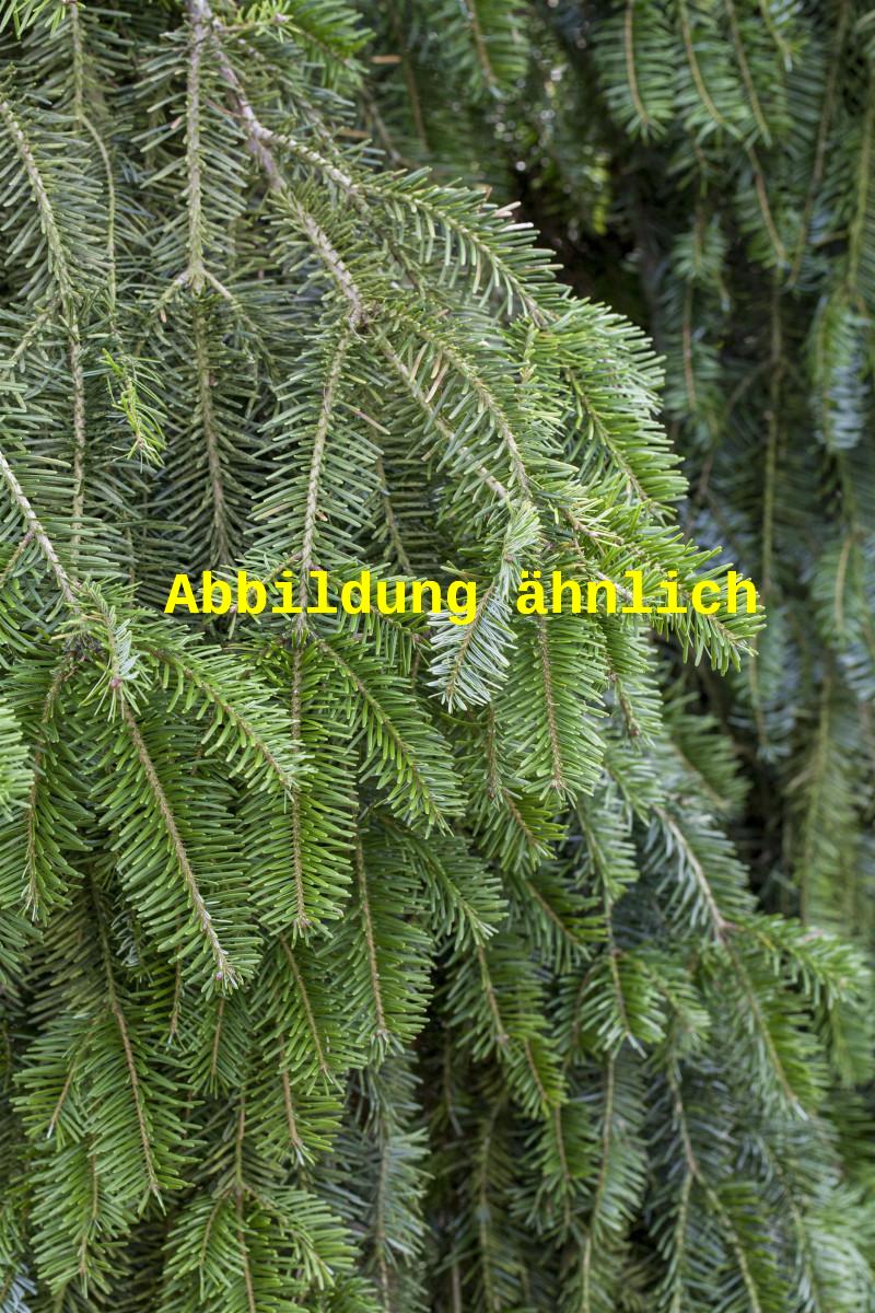 Abies alba HkG 82710 (Weißtanne)