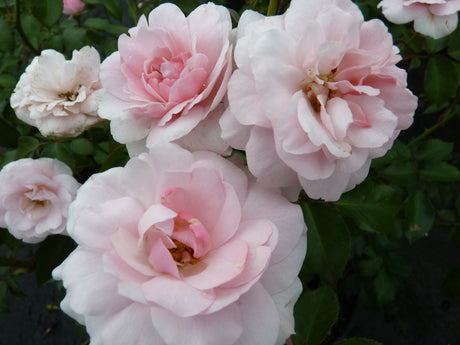 Rosa 'Elbflorenz' TH mit Blüte ; Einsatz: Rabatte ; Pluspunkt: gute Blattgesundheit;;günstig mit Qualität