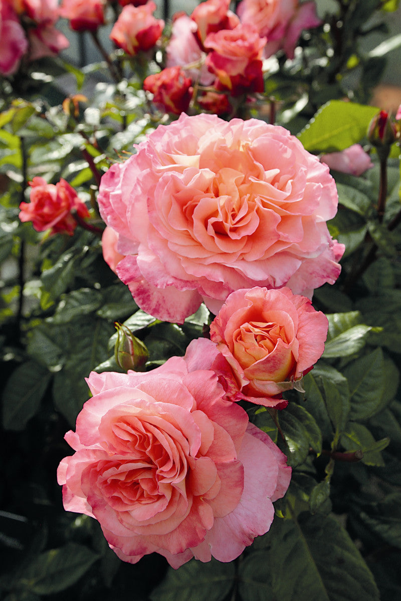 Rosa 'Augusta Luise' TH mit Blüte ;;ab 11,80 Euro