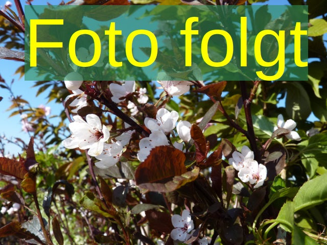 Bild wird ergänzt für Prunus amy. 'Dürkheim. Krachmandel' (Mandel 'Dürkheimer Krachmandel')