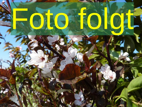 Bild wird ergänzt für Prunus sargentii Sämling (Scharlachkirsche Sämling)