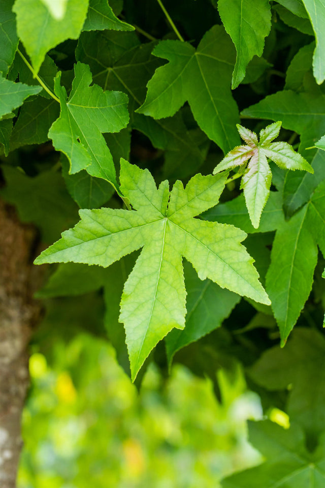 Liquidambar styraciflua 'Worplesdon' , erhältlich von 270-330 bis 450-650 cm ;;ab 344,00 Euro