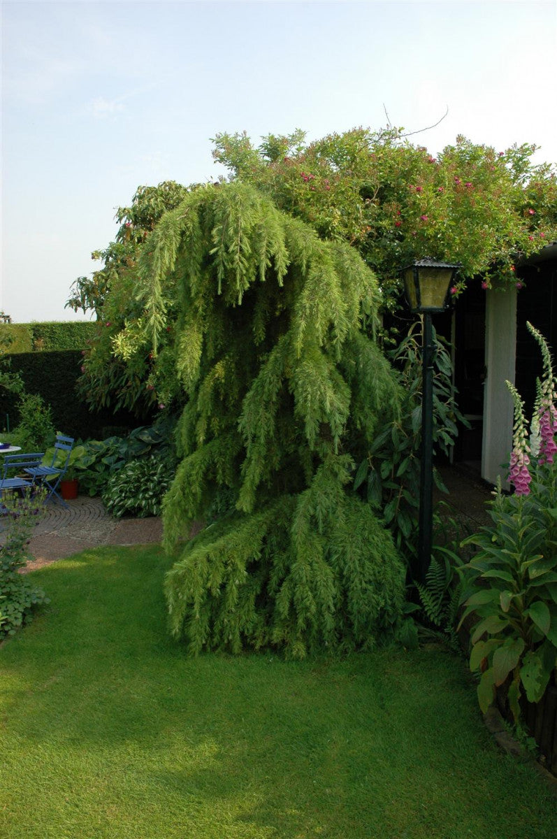 Larix decidua 'Pendula' , erhältlich von 40-60 bis 250-300 cm ;;ab 21,50 Euro