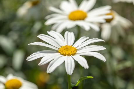 Leucanthemum x superb. 'Gruppenstolz' mit Blüte ;;ab 4,75 Euro