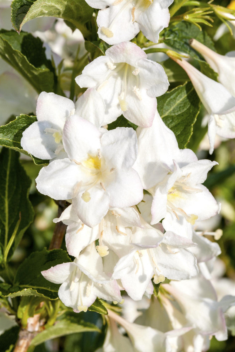 Weigela 'Candida' (Weigelie 'Candida')