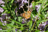 Buddleja alternifolia mit Blüte ; Einsatz: Schmetterlingsstrauch ; Pluspunkt: robust gegen Krankheiten;;Pflanzen vom Profi