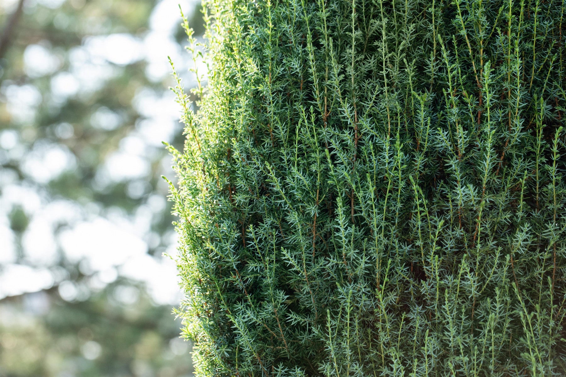 Juniperus com. 'Suecica' (Schwed. Säulenwacholder)