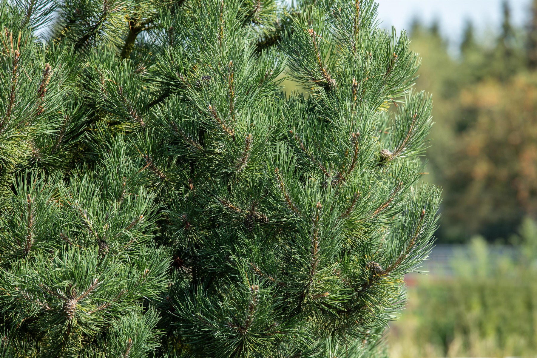 Pinus sylvestris 'Fastigiata' (Säulenkiefer)