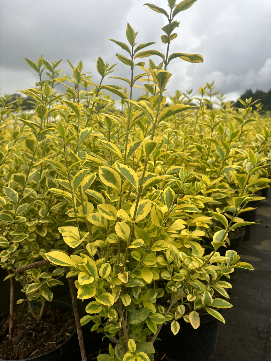 Ligustrum ovalifolium 'Aureum' (Goldliguster)