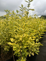 Ligustrum ovalifolium 'Aureum' , erhältlich von 30-40 bis 150-175 cm ;;ab 13,70 Euro