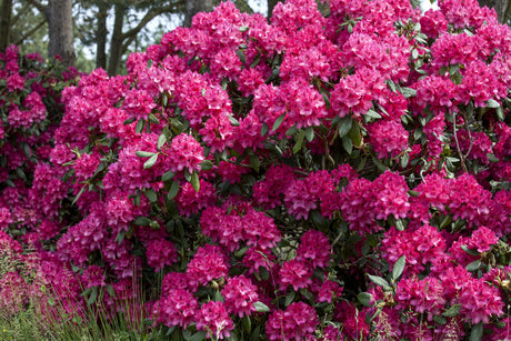 Rhododendron Hybr. 'Old Port' mit Blüte, erhältlich von 50-60 bis 70-80 cm ;;ab 67,50 Euro