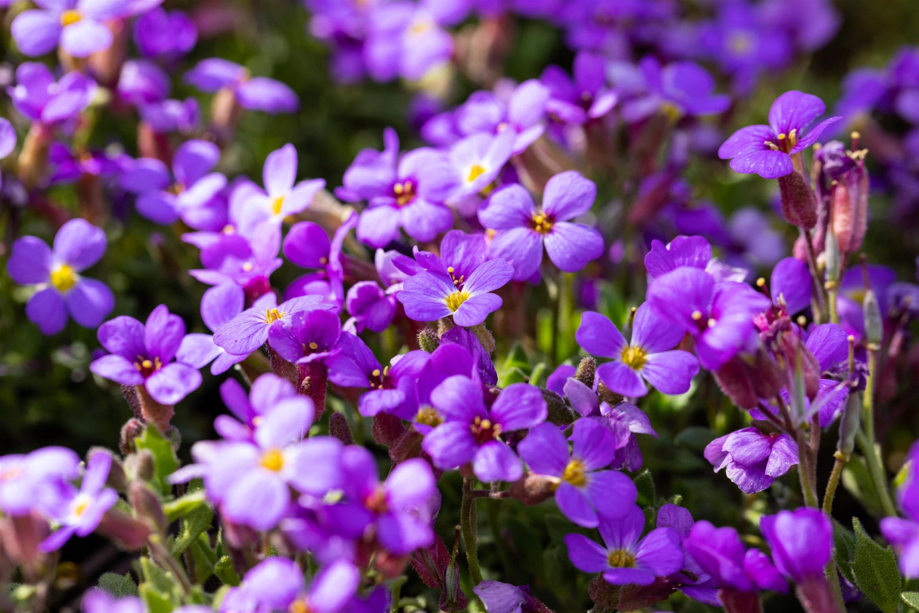 Aubrieta Hybr. 'Hürth' (Blaukissen)