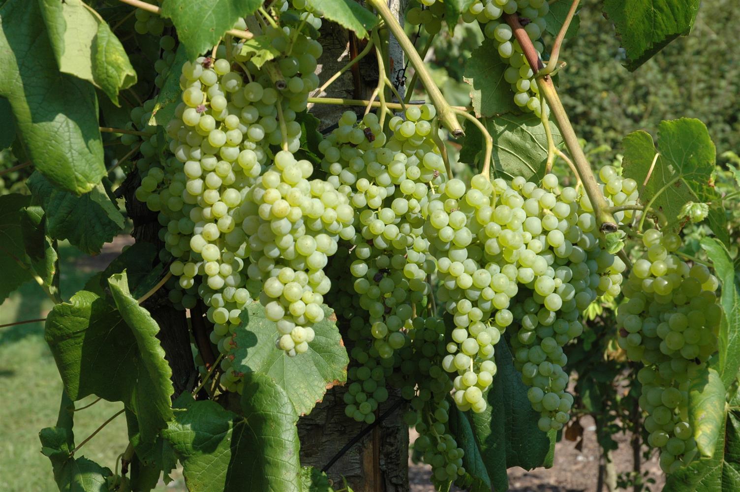 Vitis 'Romulus' (Tafeltraube 'Romulus')