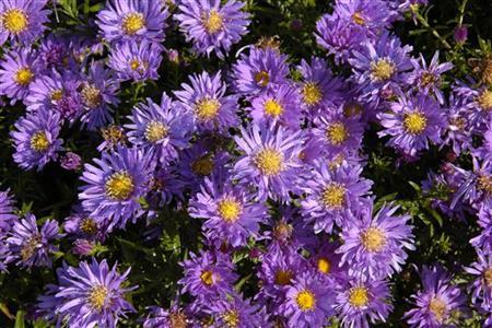 Aster alpinus 'Goliath' ;;ab 2,88 Euro