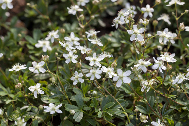 Potentilla tridentata 'Nuuk' mit Blüte, erhältlich von 15-20 bis 15-20 cm ;;ab 8,90 Euro