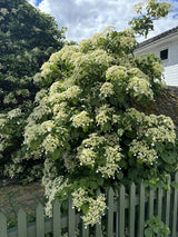 Kletter-Hortensie mit Blüte ; Einsatz: Gehölzrand ; Pluspunkt: kletternd;;mit zeitnaher Lieferung