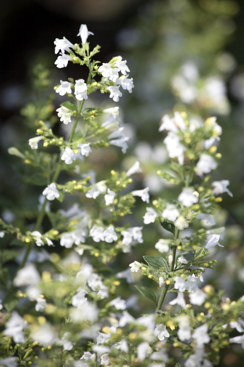 Nepeta cataria ssp. citriodora (Zitronen-Katzenminze)