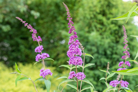 Buddleja davidii 'Ile de France' mit Blüte, erhältlich von 60-100 bis 125-150 cm ;;ab 13,00 Euro