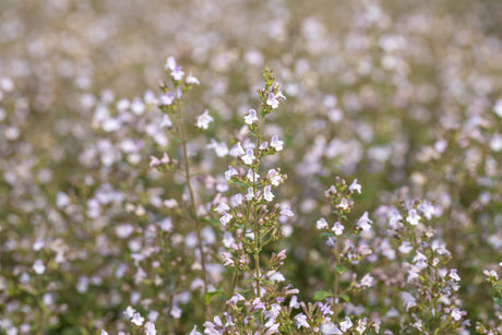 Calamintha nepeta 'Blue Cloud' ;;ab 3,75 Euro