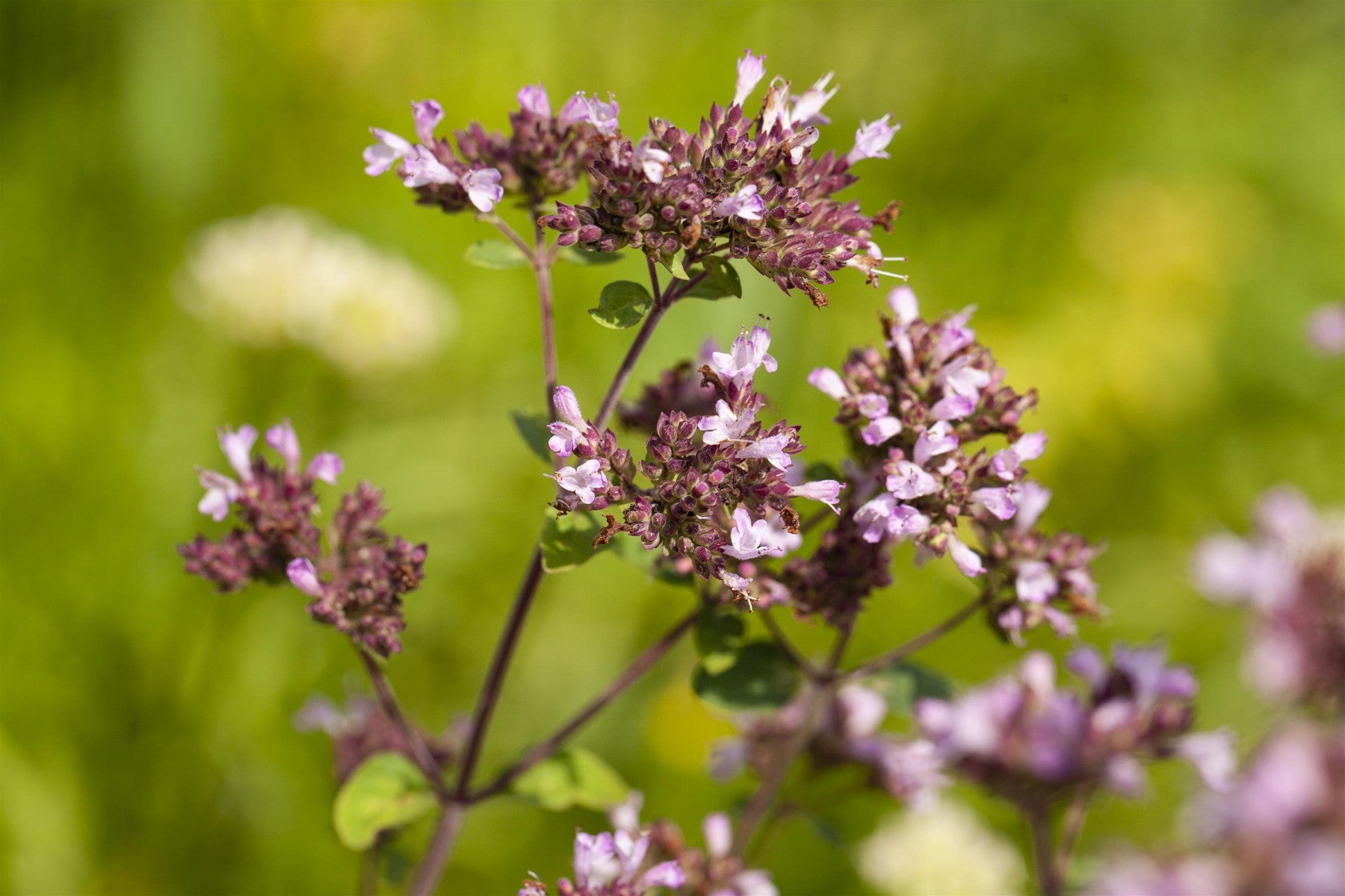 Origanum laevigatum 'Herrenhausen' (Garten-Blüten-Dost)