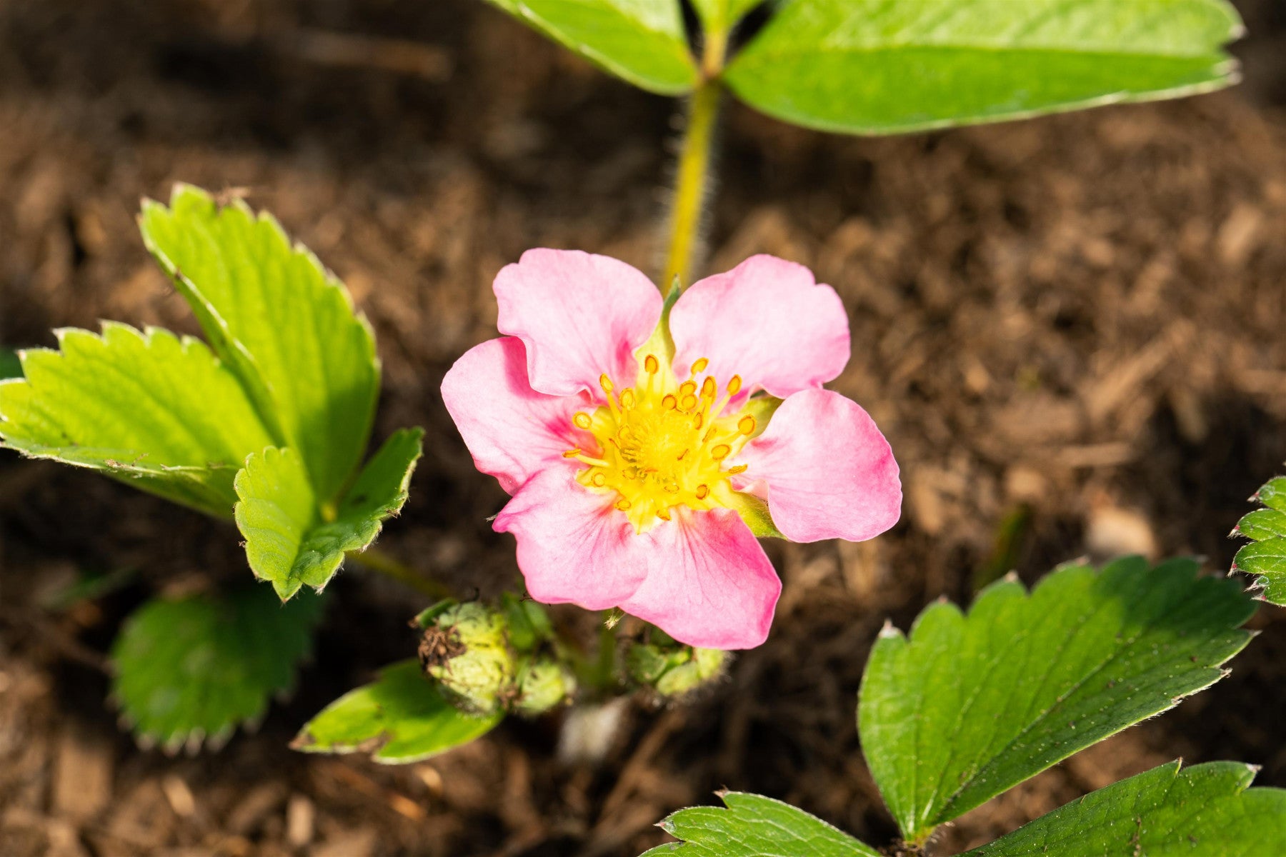 Fragaria x ananassa 'Pink Panda' (Garten-Zier-Erdbeere)