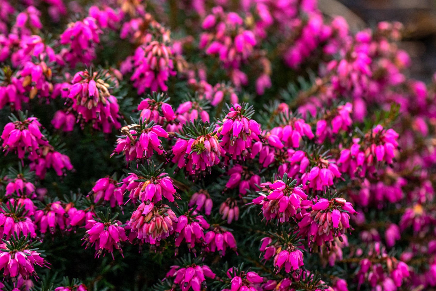 Erica carnea 'Eva' (Schneeheide 'Eva')